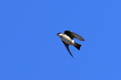 日々探鳥 イワツバメ 拡大