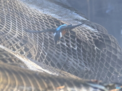 今日のカワセミ 石嚢網には氷が･･寒そう！