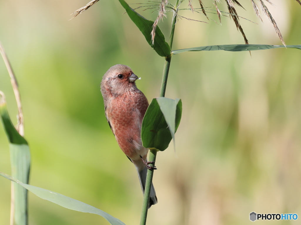日々探鳥 初ベニマシコ１０選 美味しいかった？