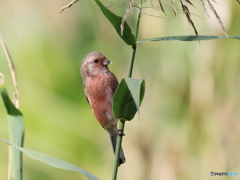 日々探鳥 初ベニマシコ１０選 美味しいかった？