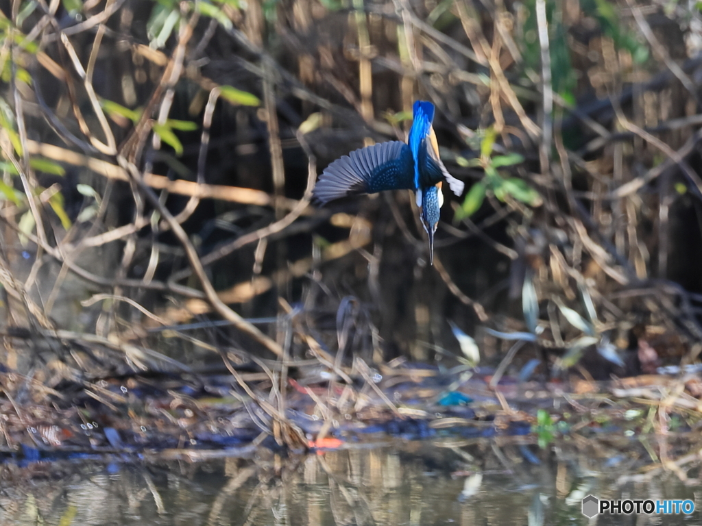 今日のカワセミ 直滑降