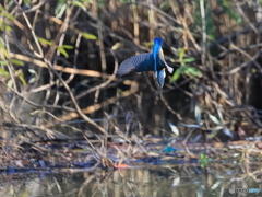 今日のカワセミ 直滑降