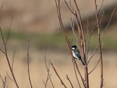 日々探鳥 シジュウカラ