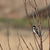 日々探鳥 シジュウカラ