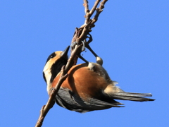 日々探鳥 ぶら下がり健康法