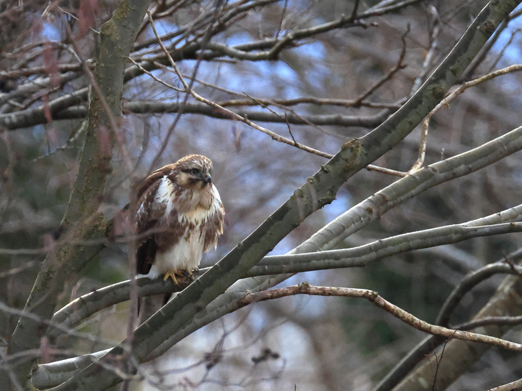 日々探鳥 訂正ノスリでした
