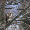 日々探鳥 訂正ノスリでした