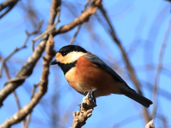 日々探鳥 あっちには？
