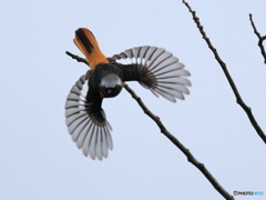 日々探鳥 ジョビオの観察 扇開き