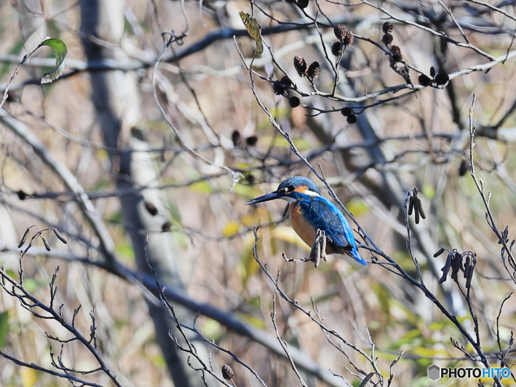 今日のカワセミ お澄ましハンサムくん