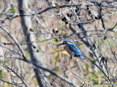 今日のカワセミ お澄ましハンサムくん