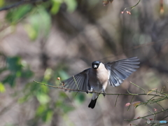 日々探鳥 よっこいしょ ウソ♀