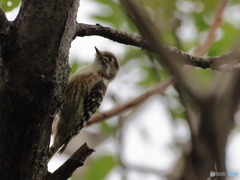 日々探鳥 漸くまともに撮らせてくれた