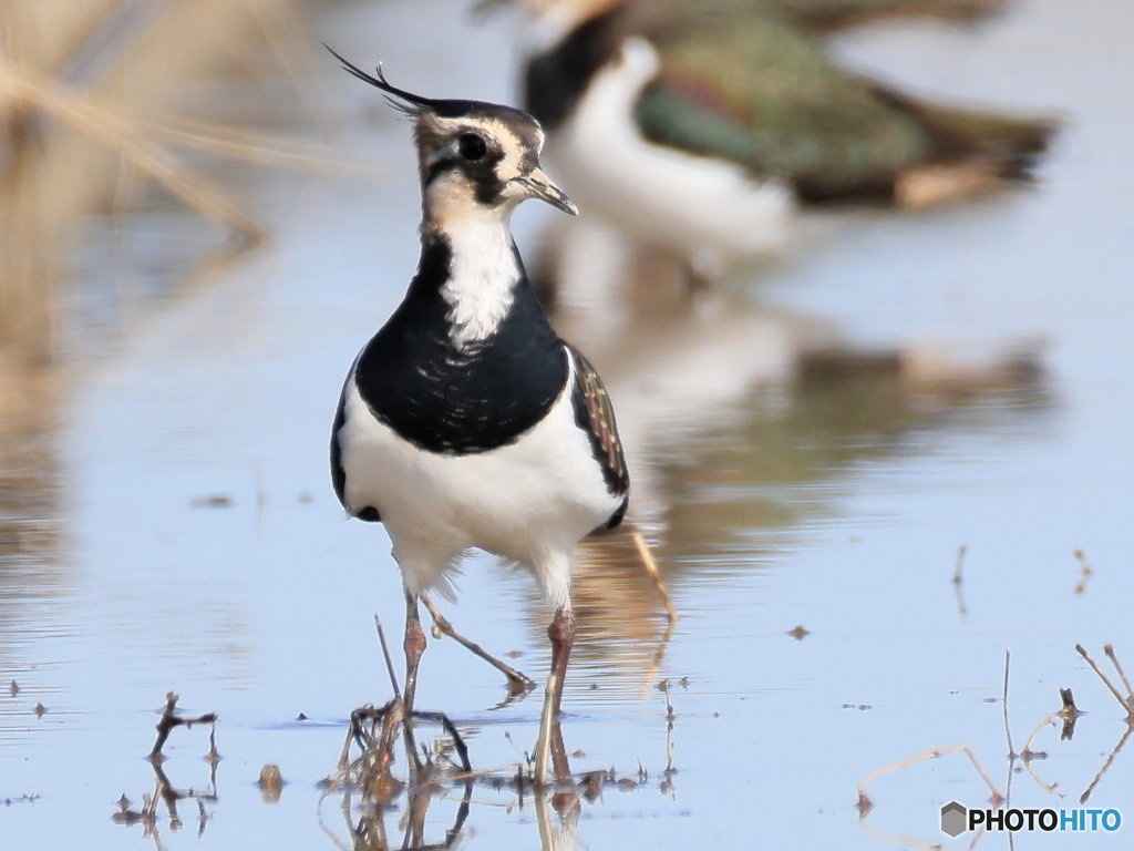 タゲリ百選 このくま取りどう？