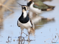タゲリ百選 このくま取りどう？