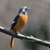 日々探鳥 まだ居たねジョビオ①