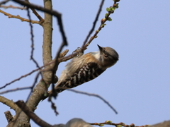 日々探鳥 新芽を啄むコゲラ①