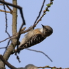 日々探鳥 新芽を啄むコゲラ①