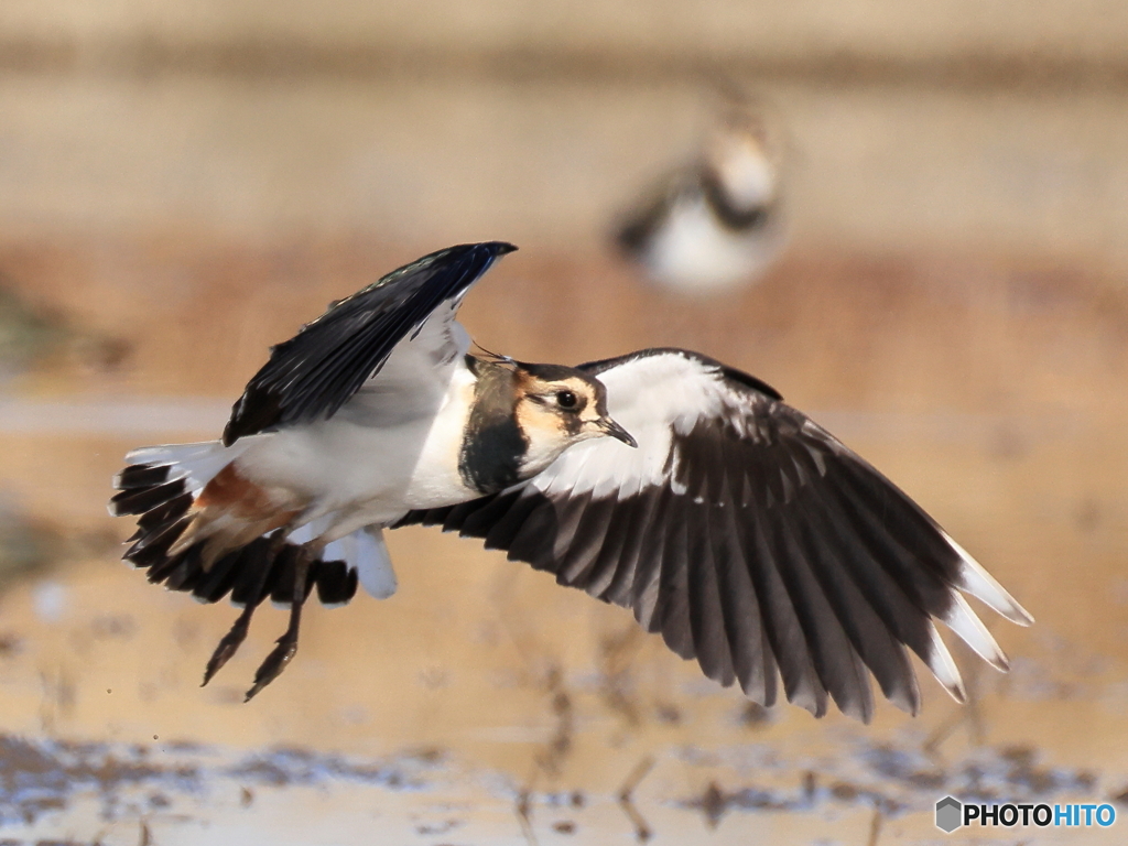 タゲリ百選 綺麗な翼でしょ前姿３