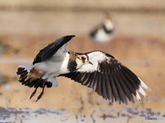 タゲリ百選 綺麗な翼でしょ前姿３