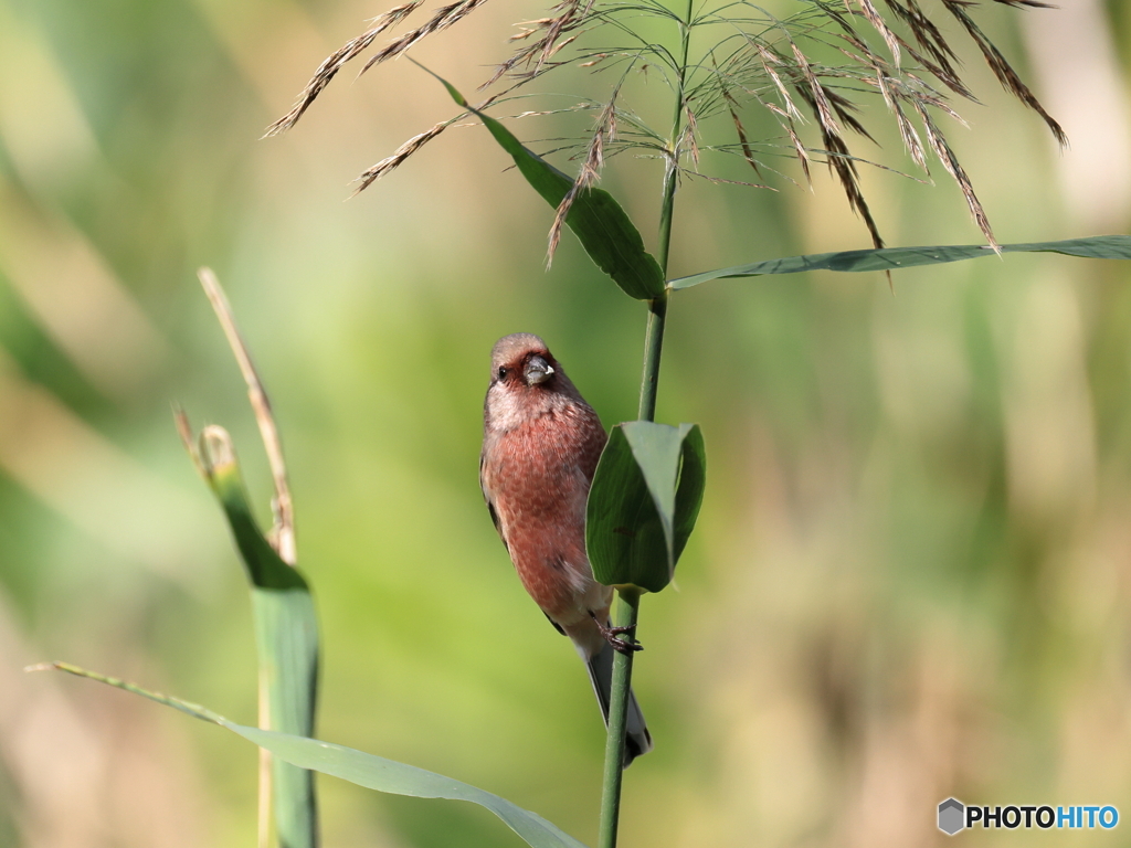 日々探鳥 初ベニマシコ１０選 何食べたの？