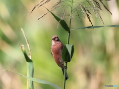 日々探鳥 初ベニマシコ１０選 何食べたの？