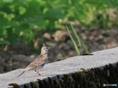 日々探鳥 雲雀