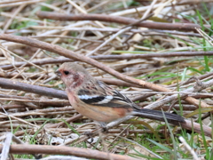 日々探鳥 さようならベニマシコ♂②