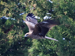 日々探鳥 トビの飛翔