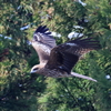 日々探鳥 トビの飛翔