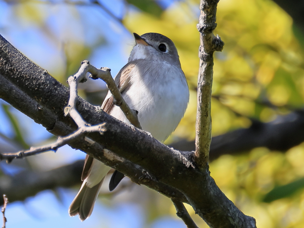 日々探鳥 もう秋だねコサメ