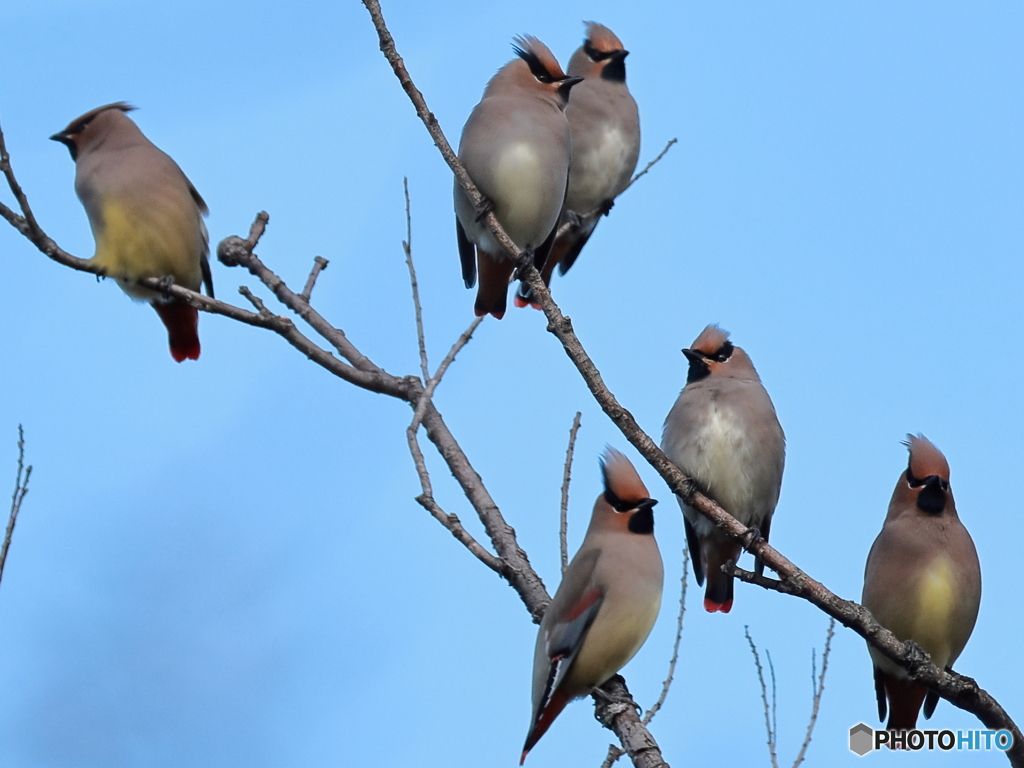 日々探鳥 緋色ばかりかな？
