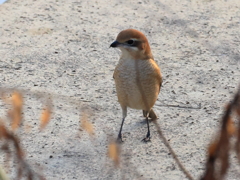 日々探鳥 ランウェイのモズ