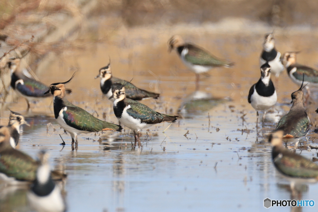 タゲリ百選 歌舞伎役者集合