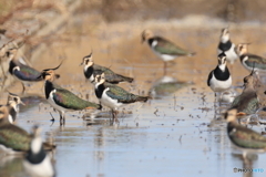 タゲリ百選 歌舞伎役者集合