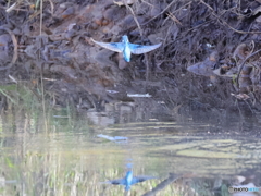 今日のカワセミ もどります