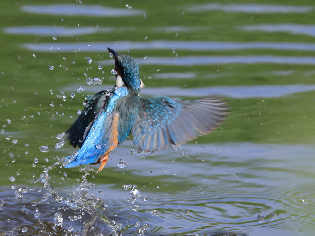 今日のカワセミ♂ 水飛沫③