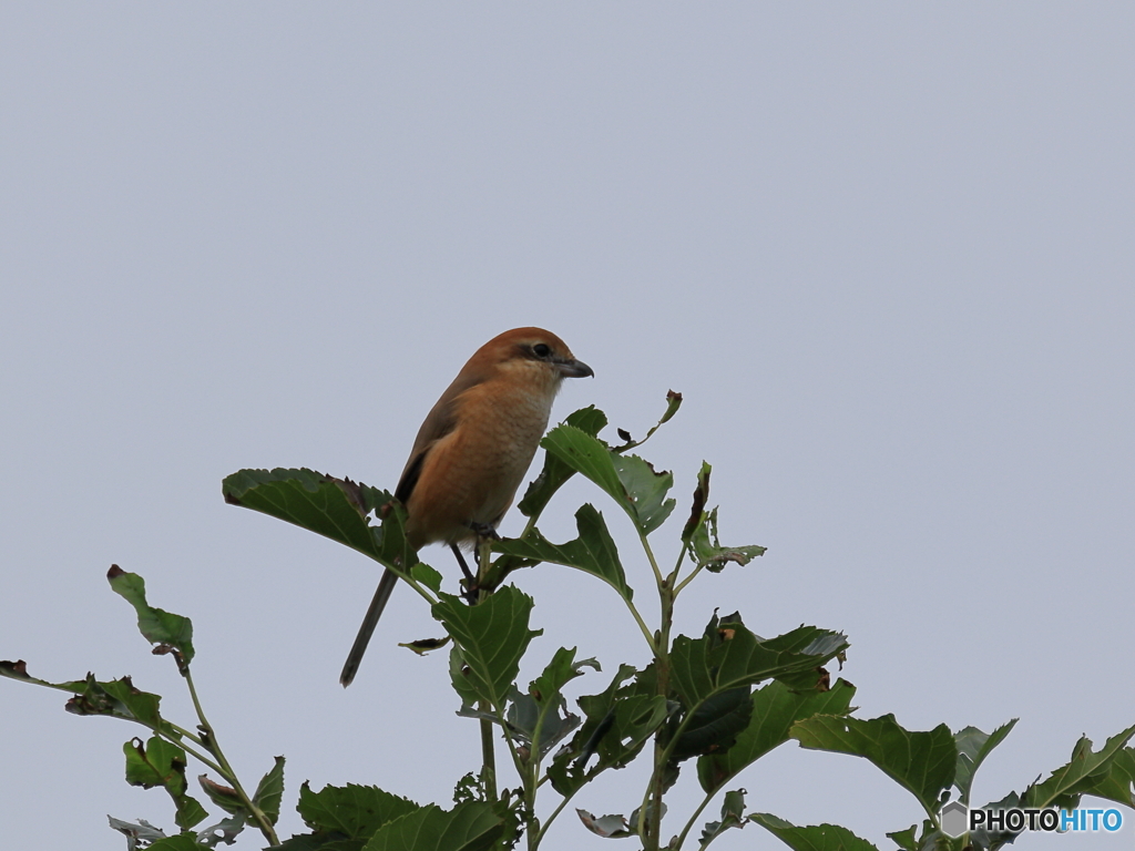 日々 探鳥 偵察中のモズ