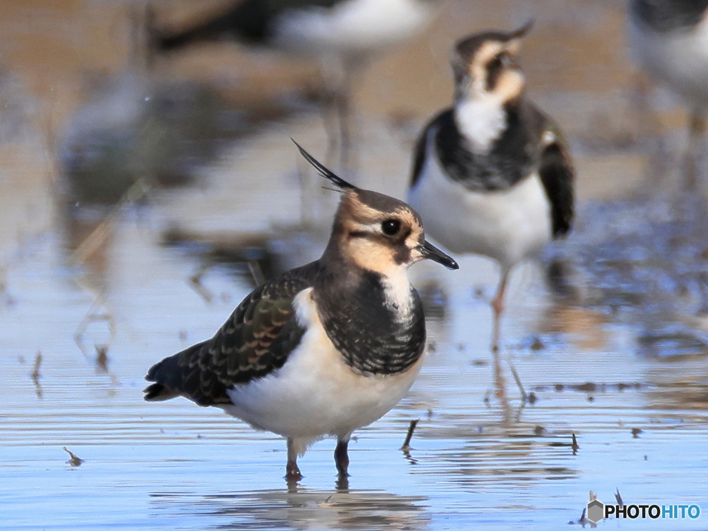 タゲリ百選 おさな顔