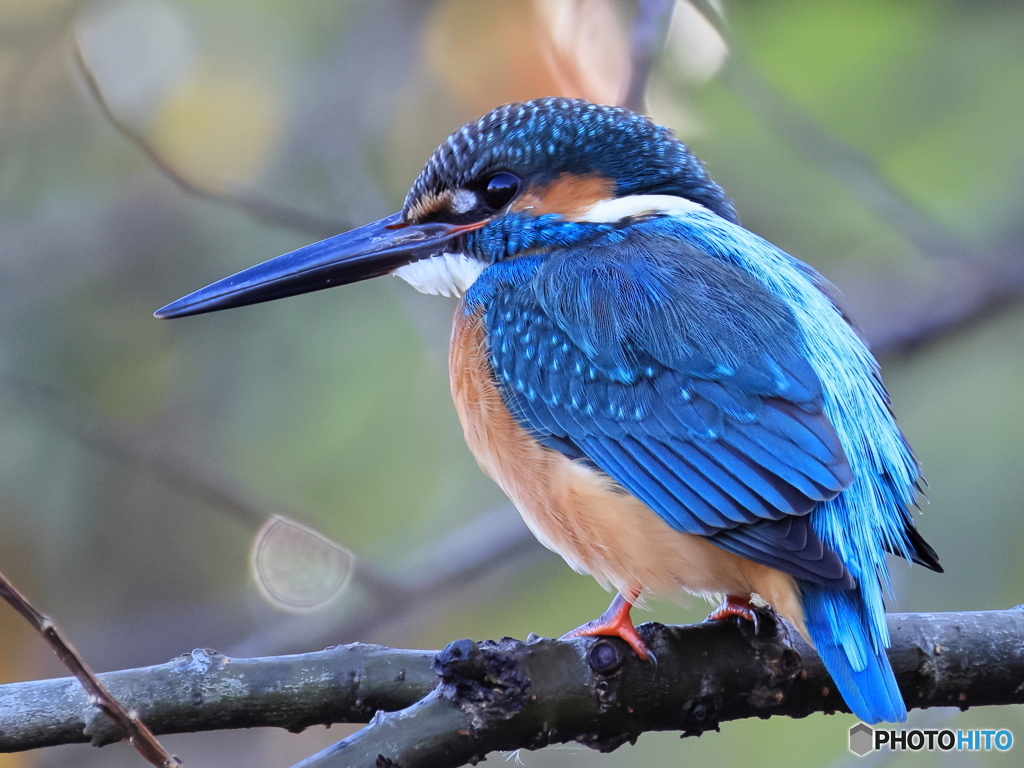 今日のカワセミ ふっくら