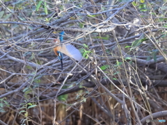 今日のカワセミ 直滑降