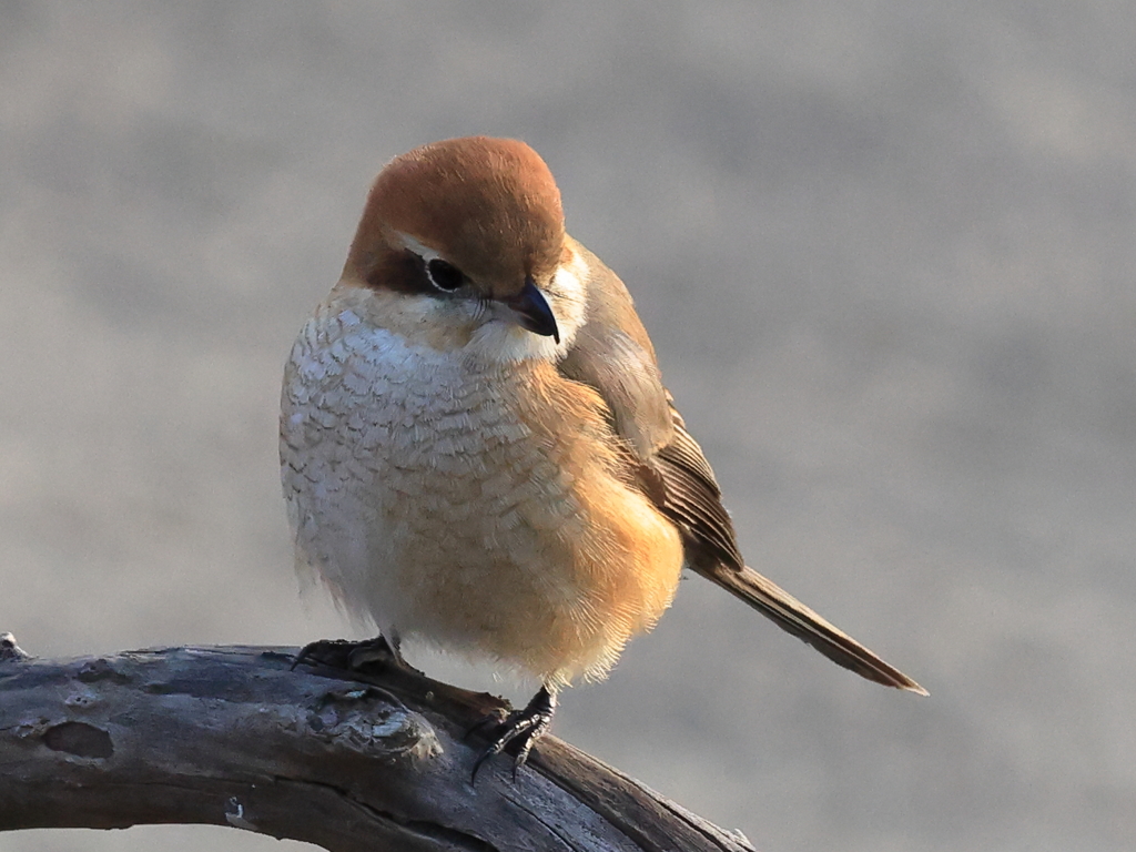 日々探鳥 ふっくらモズ２