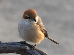 日々探鳥 ふっくらモズ２