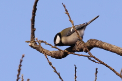 美味しい？シジュウカラ
