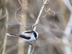 日々探鳥 エナガ