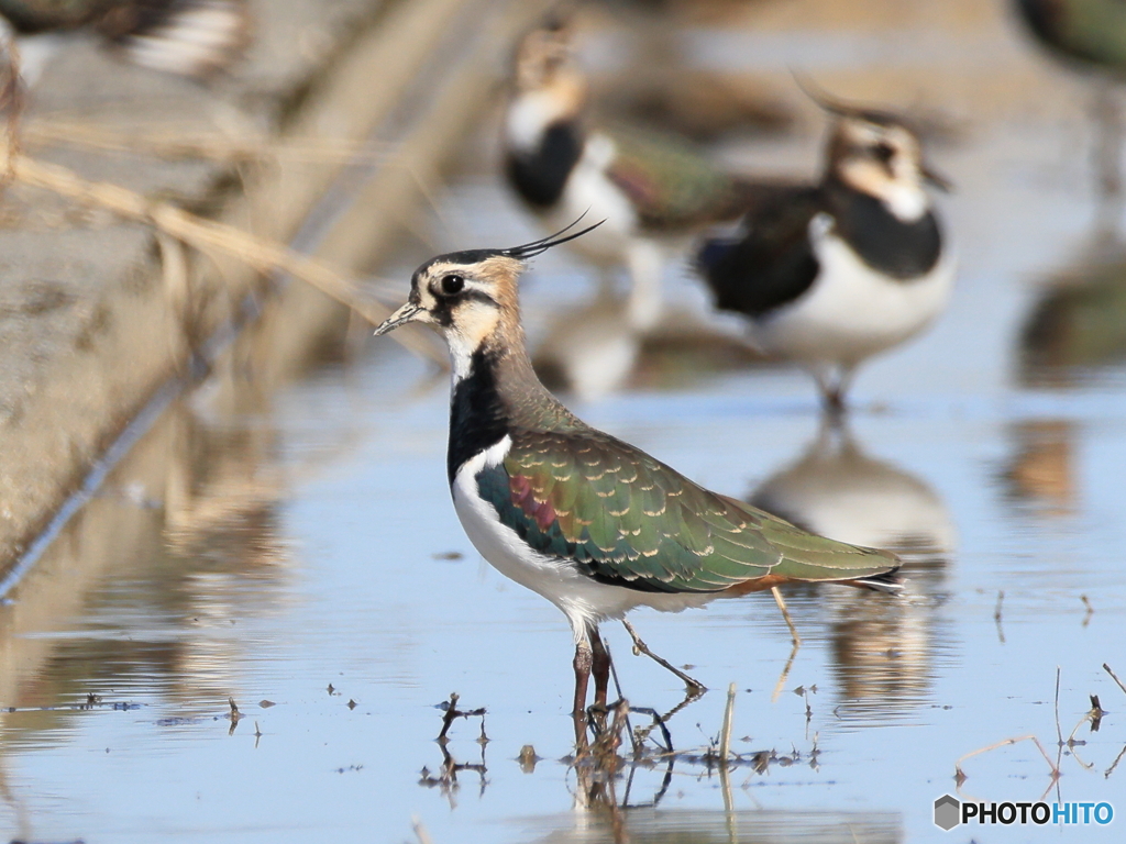 日々探鳥 タゲリ百選