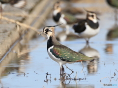 日々探鳥 タゲリ百選