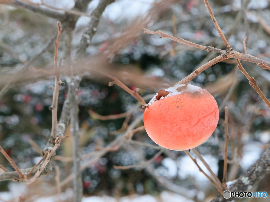 雪の朝散策 柿まだ残っているよ！