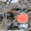雪の朝散策 柿まだ残っているよ！