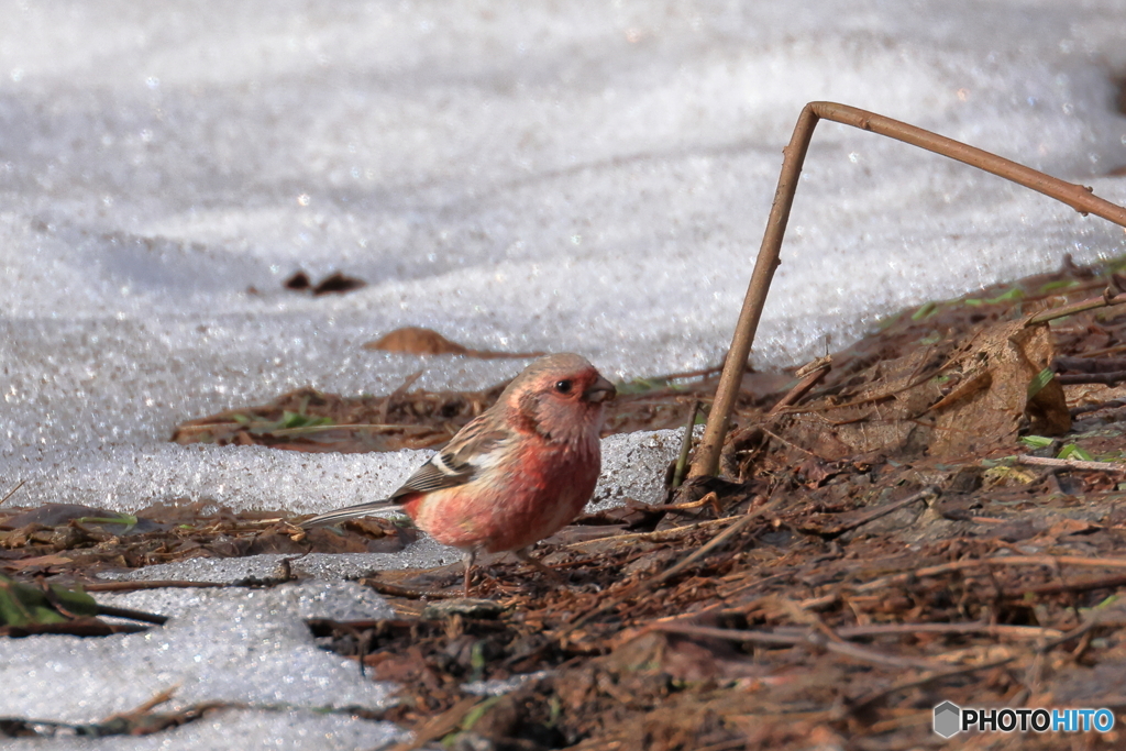 輝く残雪のベニマシコ